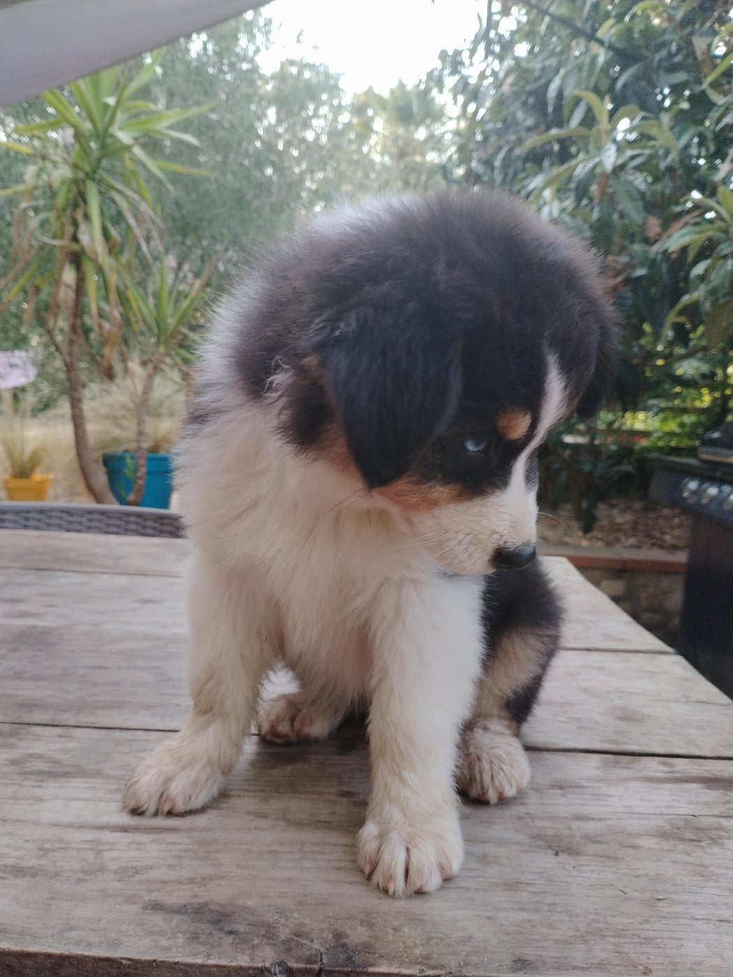 Bluey