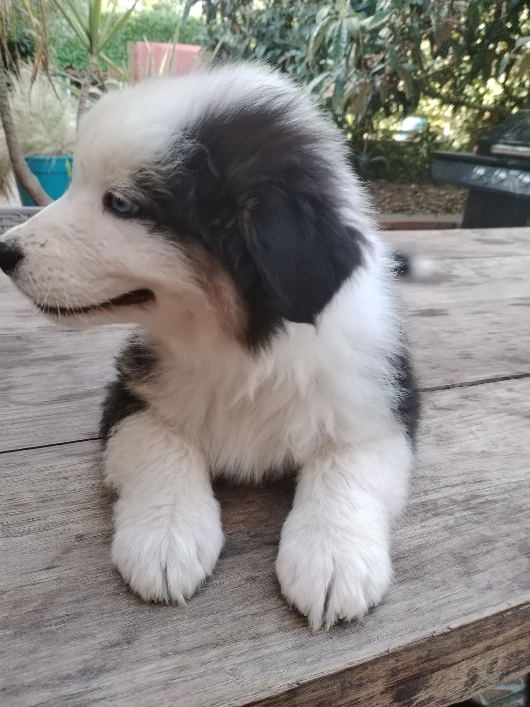 Bran