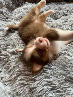 Les chiots de Berger Australien