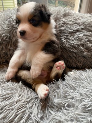 Les chiots de Berger Australien