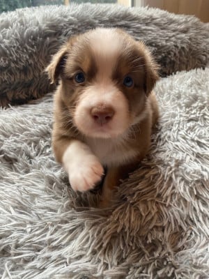 Les chiots de Berger Australien