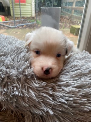 Les chiots de Berger Australien