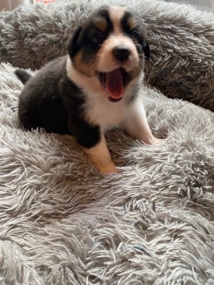 Les chiots de Berger Australien