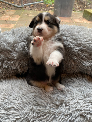 Les chiots de Berger Australien