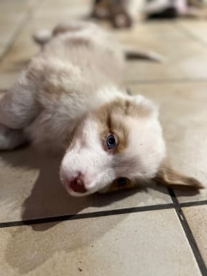 Les chiots de Berger Australien