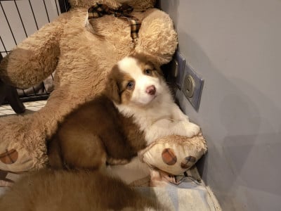 Les chiots de Berger Australien