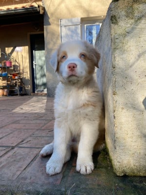 Les chiots de Berger Australien