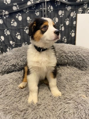 Les chiots de Berger Australien