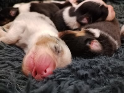 CHIOT 3 - Berger Australien