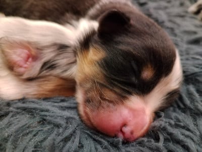 CHIOT 4 - Berger Australien
