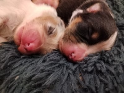 CHIOT 5 - Berger Australien