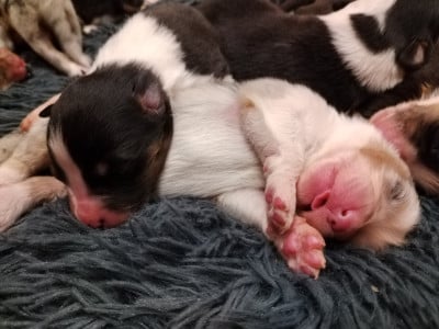 CHIOT 7 - Berger Australien