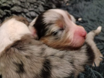CHIOT 8 - Berger Australien