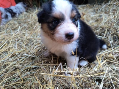Les chiots de Berger Australien
