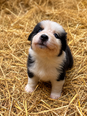 Les chiots de Berger Australien