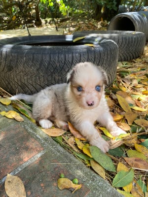 Les chiots de Berger Australien