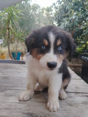 Les chiots de Berger Australien