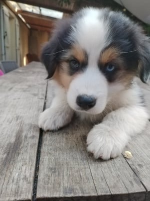 Les chiots de Berger Australien