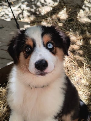Les chiots de Berger Australien