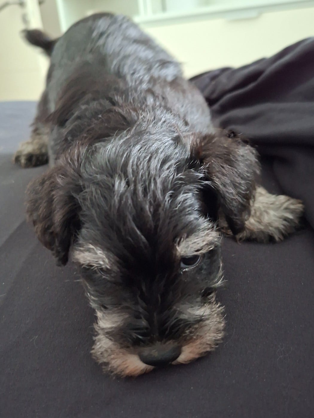 CHIOT 3