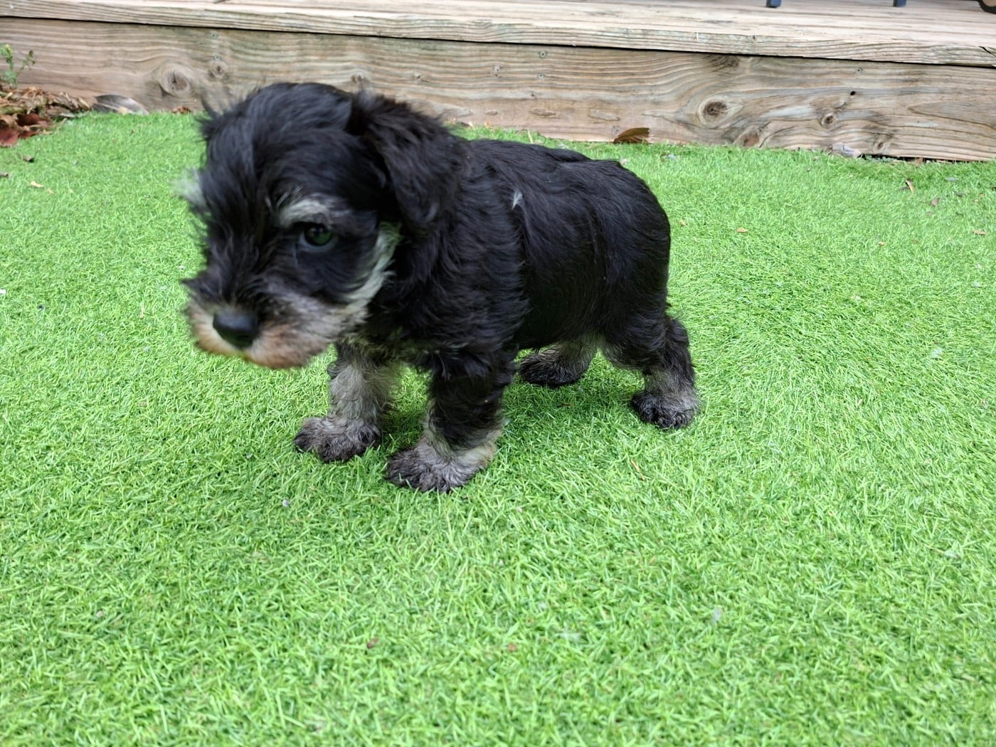 CHIOT 3