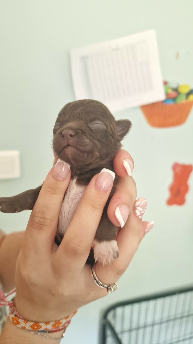 Bibouille - Chihuahua