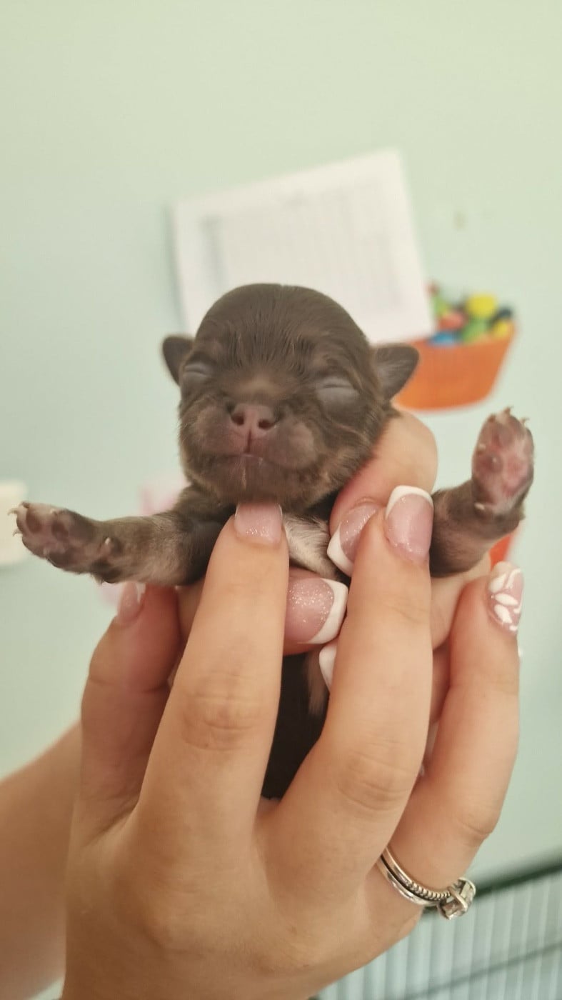 Batman - Chihuahua