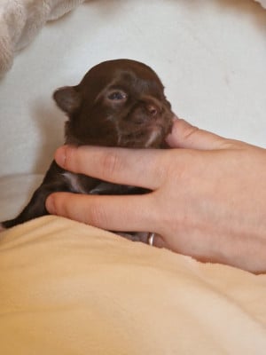 Les chiots de Chihuahua