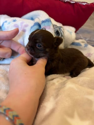 Les chiots de Chihuahua