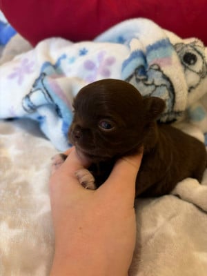 Les chiots de Chihuahua