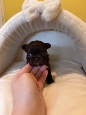 Les chiots de Chihuahua