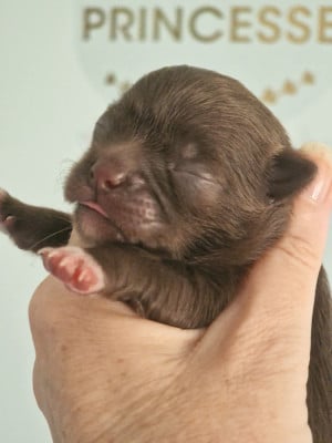 Les chiots de Chihuahua
