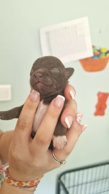 Les chiots de Chihuahua