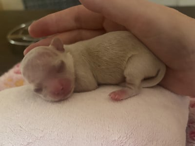 Burberry - Chihuahua
