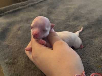 Chihuahua