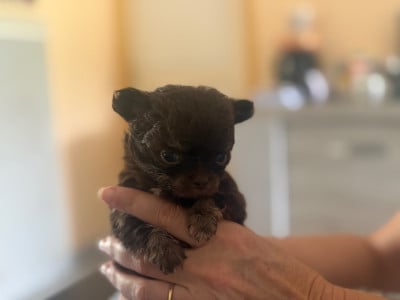 Les chiots de Chihuahua