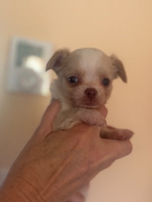 Les chiots de Chihuahua
