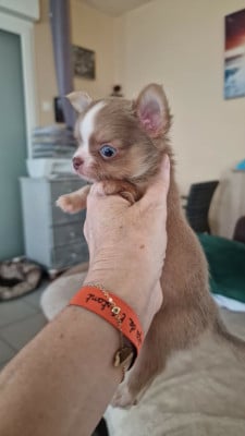 Les chiots de Chihuahua
