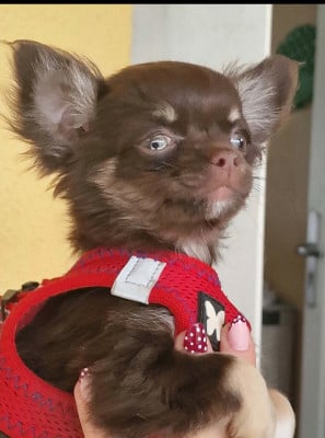 Les chiots de Chihuahua