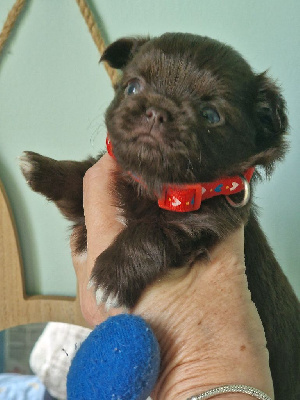 Les chiots de Chihuahua