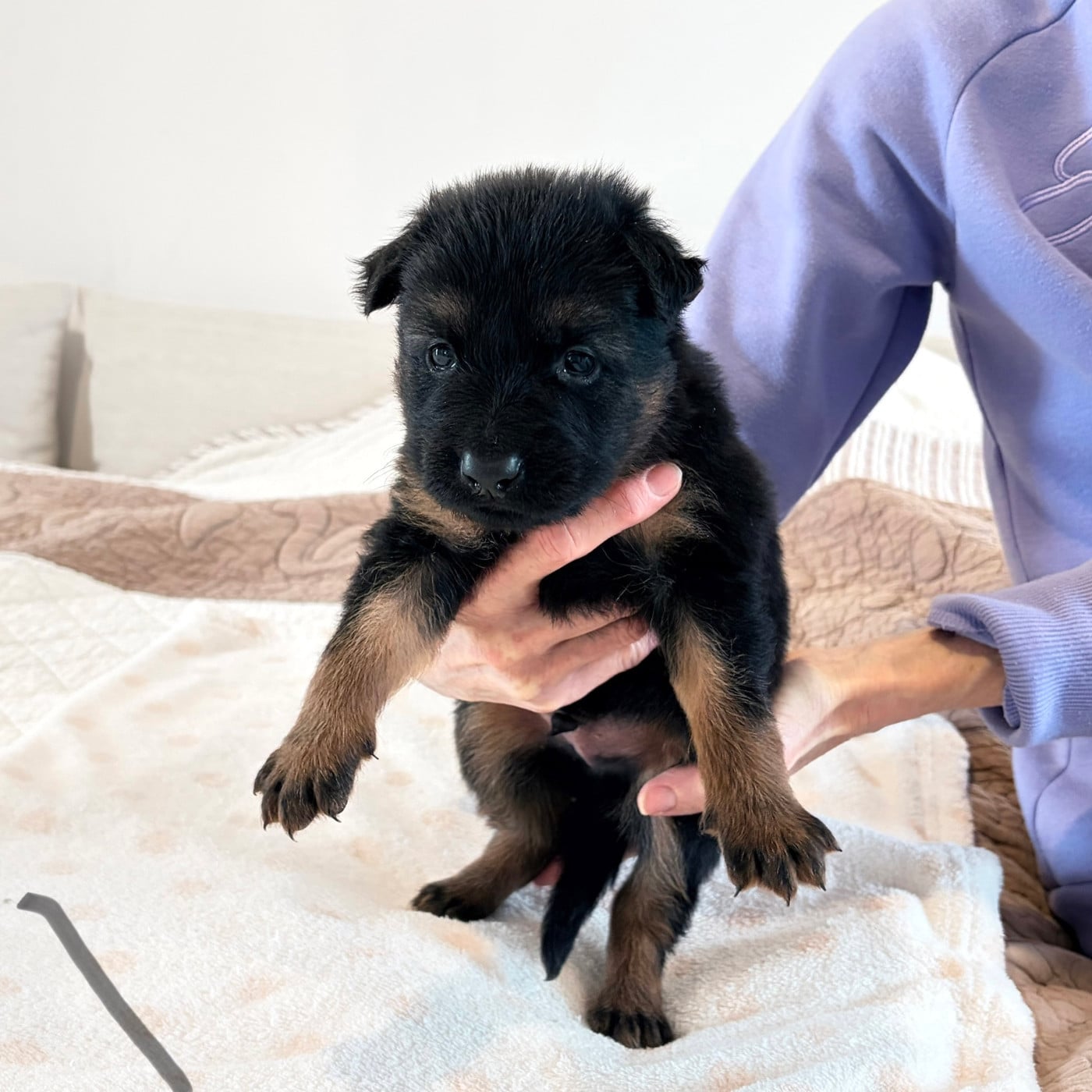 CHIOT 3 - Berger de boheme