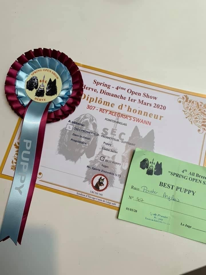 CH. rey alegria`s Swann - 1 TRÈS PROMETTEUR - BEST PUPPY
