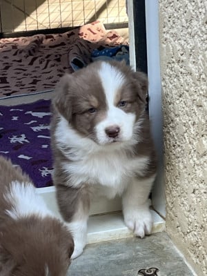 Les chiots de Berger Australien