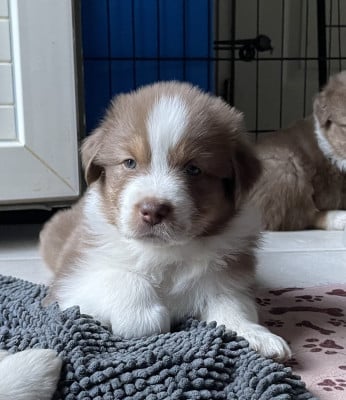 Les chiots de Berger Australien