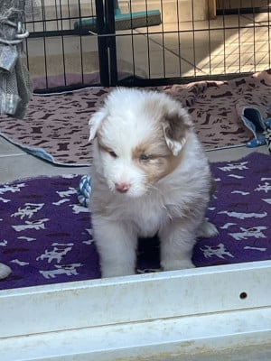 Les chiots de Berger Australien