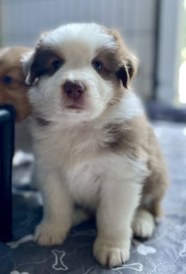 Les chiots de Berger Australien