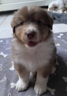 Les chiots de Berger Australien
