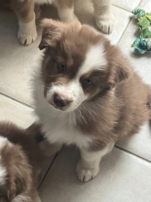 Les chiots de Berger Australien