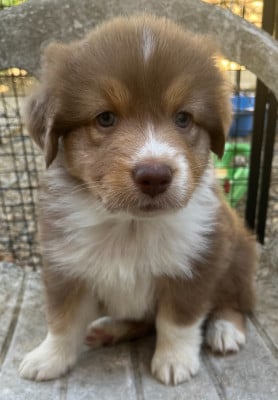 Les chiots de Berger Australien