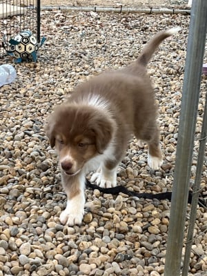 Les chiots de Berger Australien